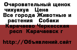 Очаровательный щенок чихуахуа › Цена ­ 40 000 - Все города Животные и растения » Собаки   . Карачаево-Черкесская респ.,Карачаевск г.